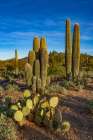 Arizona-Tucson Mountain Park Art Print